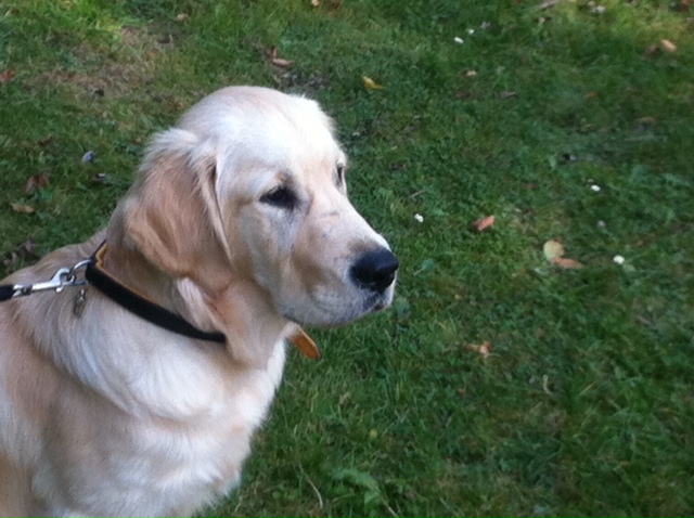 Golden-Retriever-Bremen