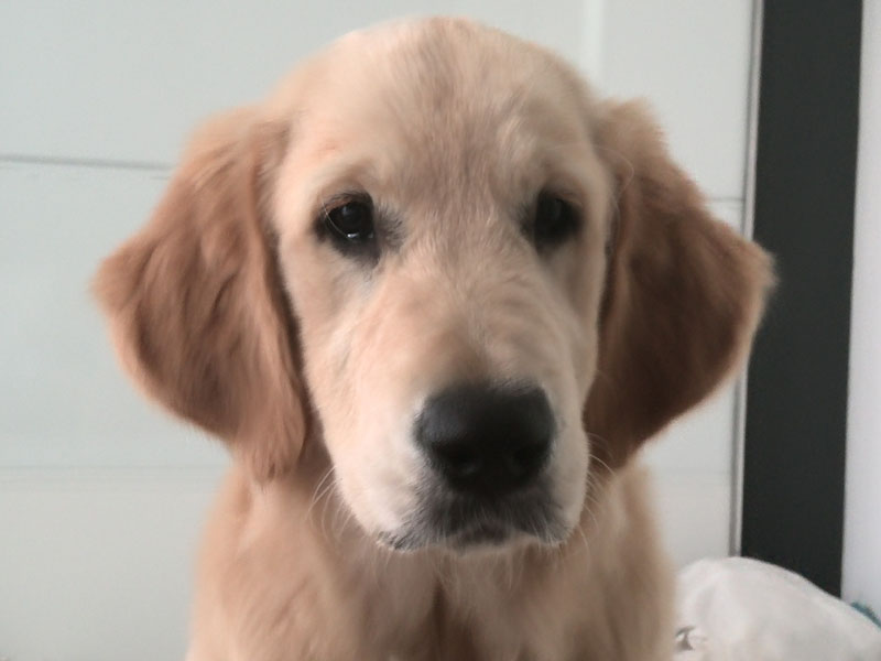 Golden-Retriever-Bremen