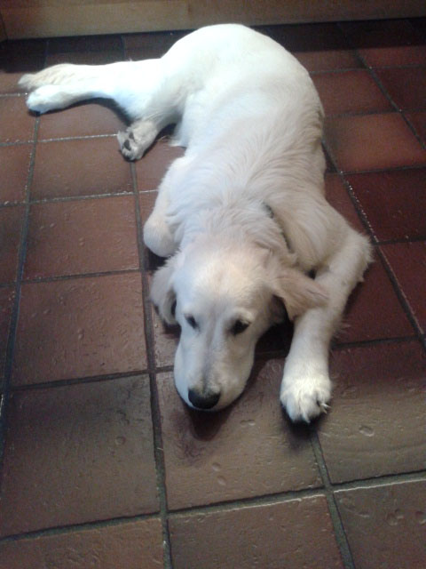 Golden-Retriever-Bremen