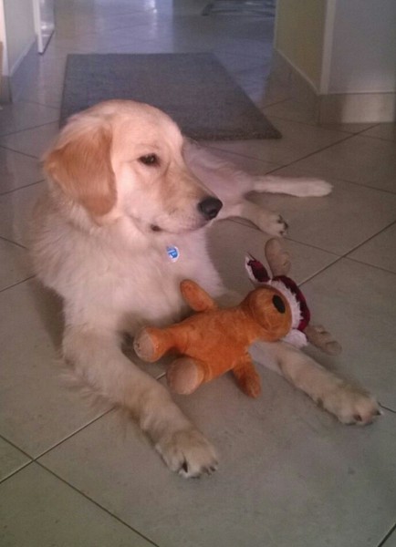 Golden-Retriever-Bremen