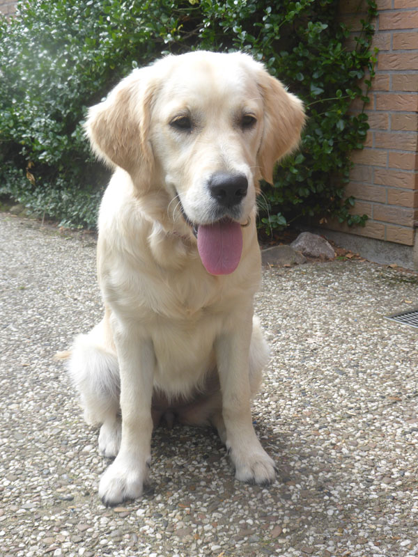 Golden-Retriever-Bremen