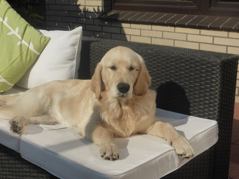 Golden-Retriever-Bremen