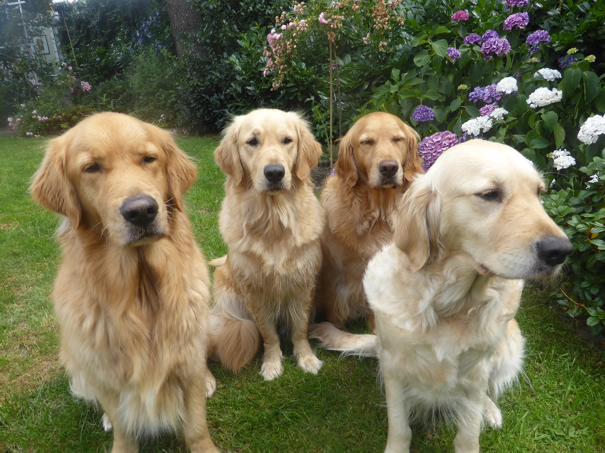 Golden-Retriever-Bremen