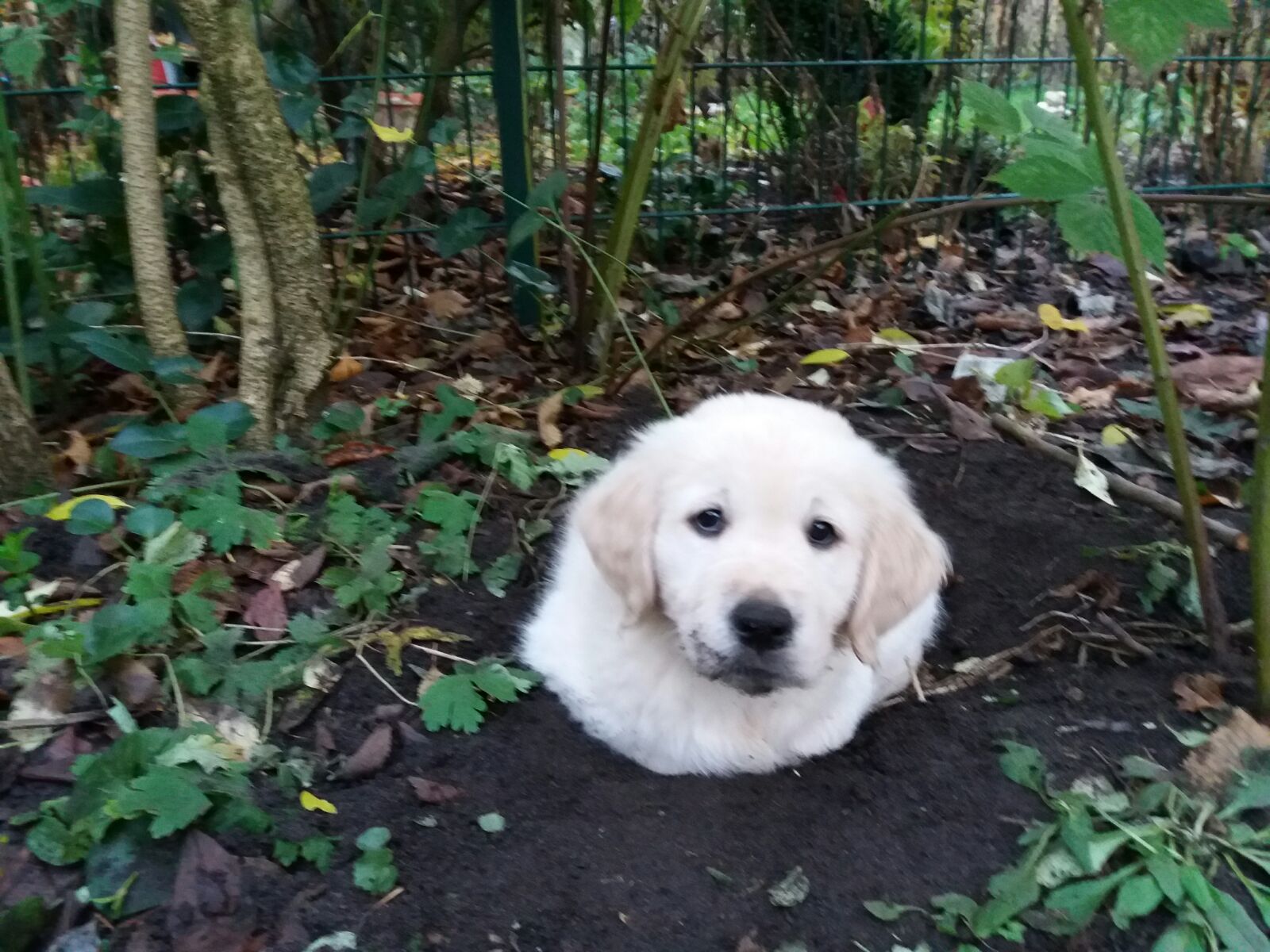 Golden-Retriever-Bremen