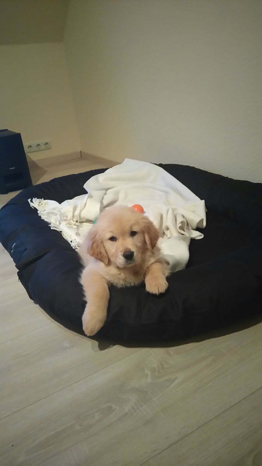 Golden-Retriever-Bremen