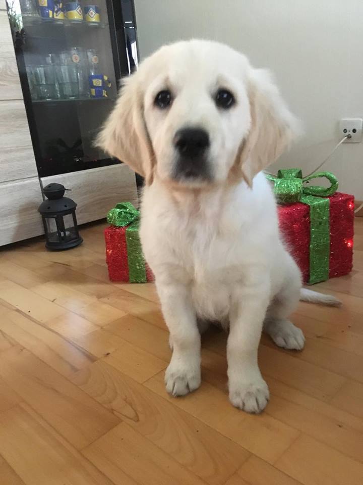Golden-Retriever-Bremen