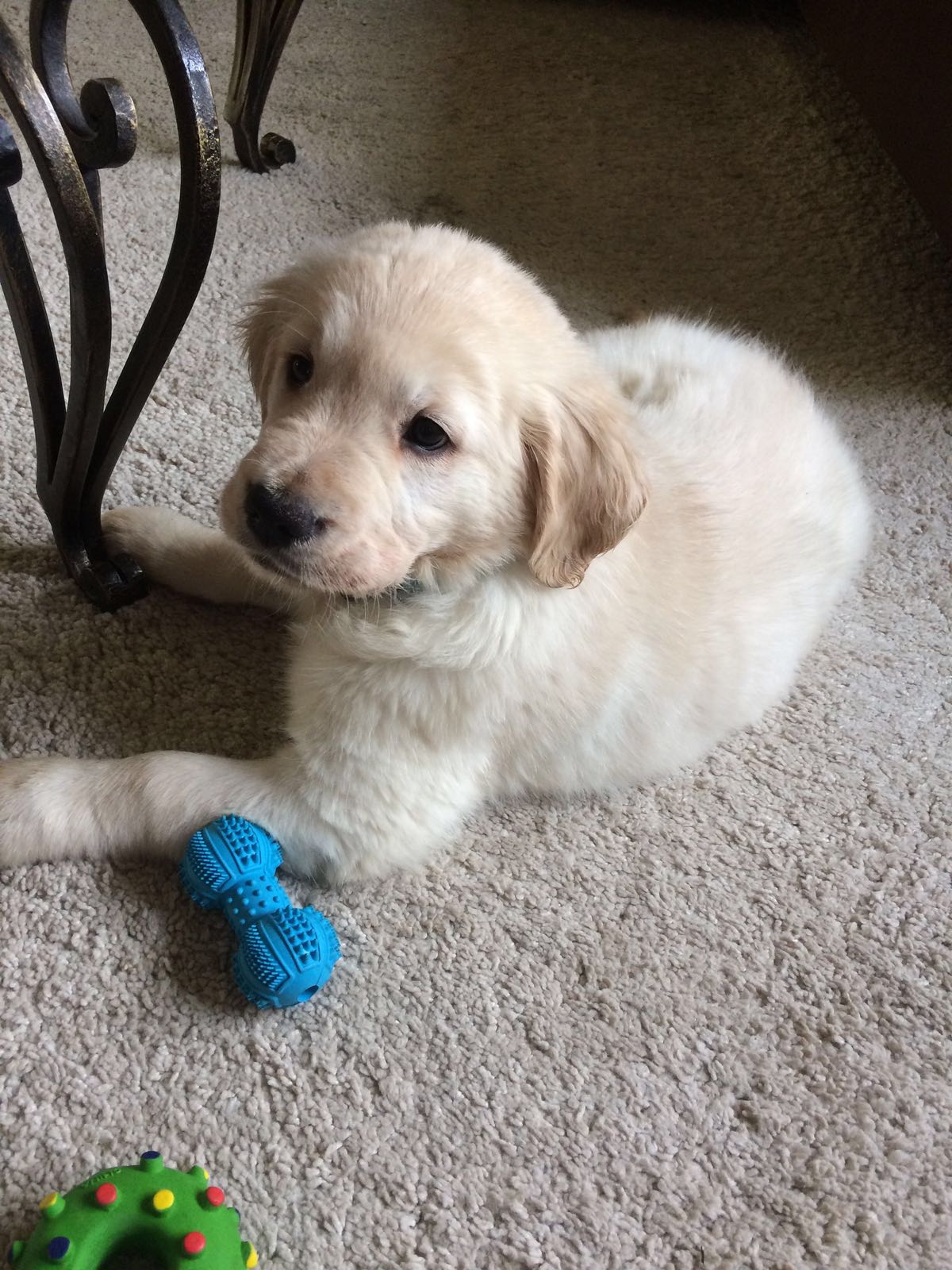 Golden-Retriever-Bremen