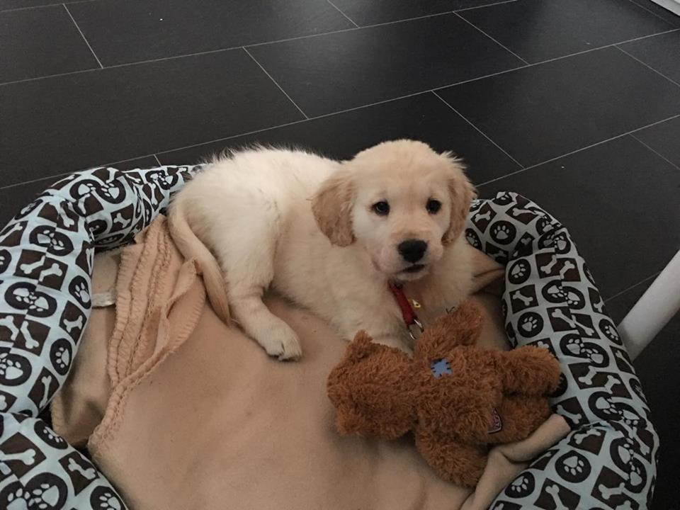 Golden-Retriever-Bremen