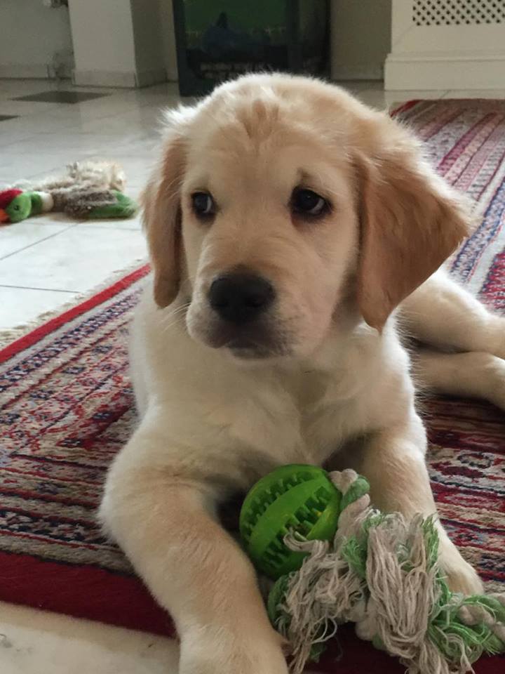 Golden-Retriever-Bremen