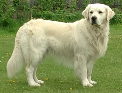 Golden-Retriever-Bremen