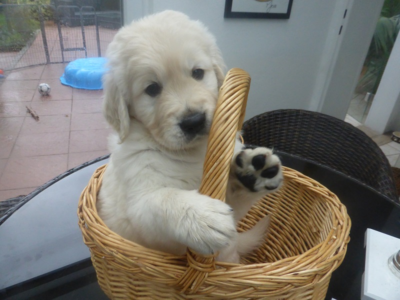 Golden-Retriever-Bremen