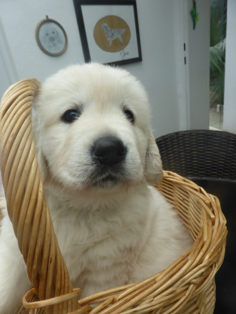 Golden-Retriever-Bremen