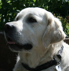 Golden-Retriever-Bremen
