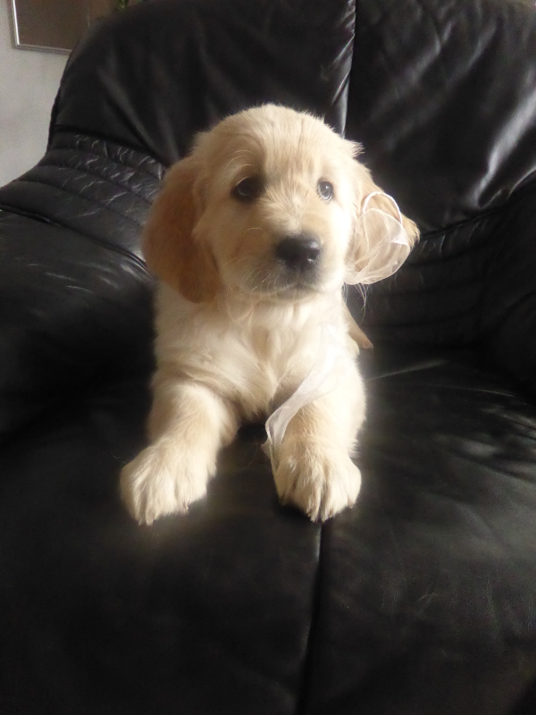 Golden-Retriever-Bremen
