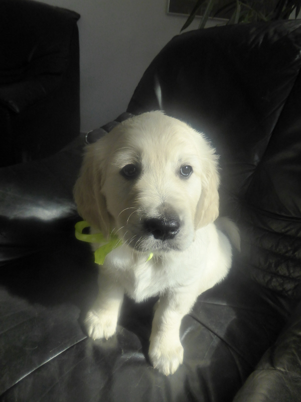 Golden-Retriever-Bremen