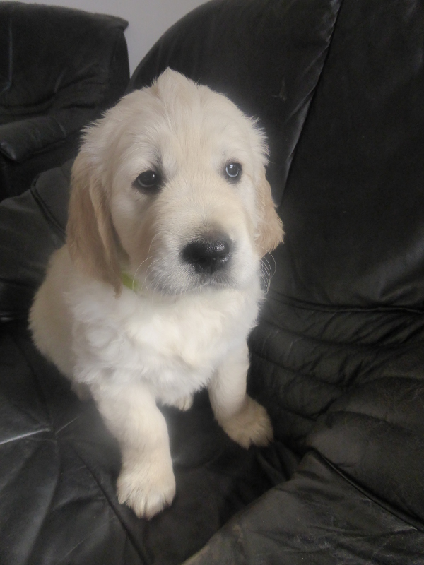 Golden-Retriever-Bremen