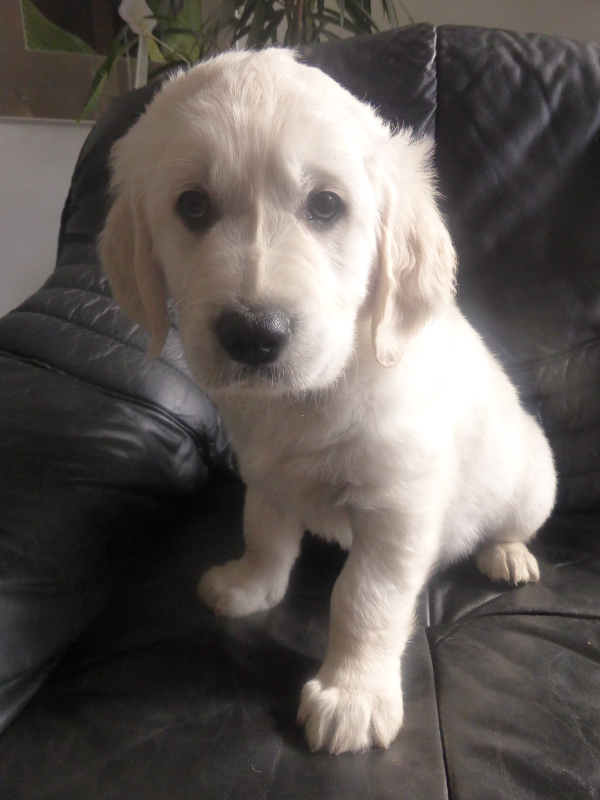 Golden-Retriever-Bremen