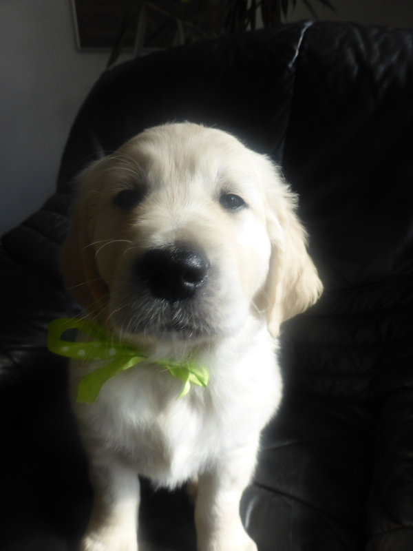 Golden-Retriever-Bremen