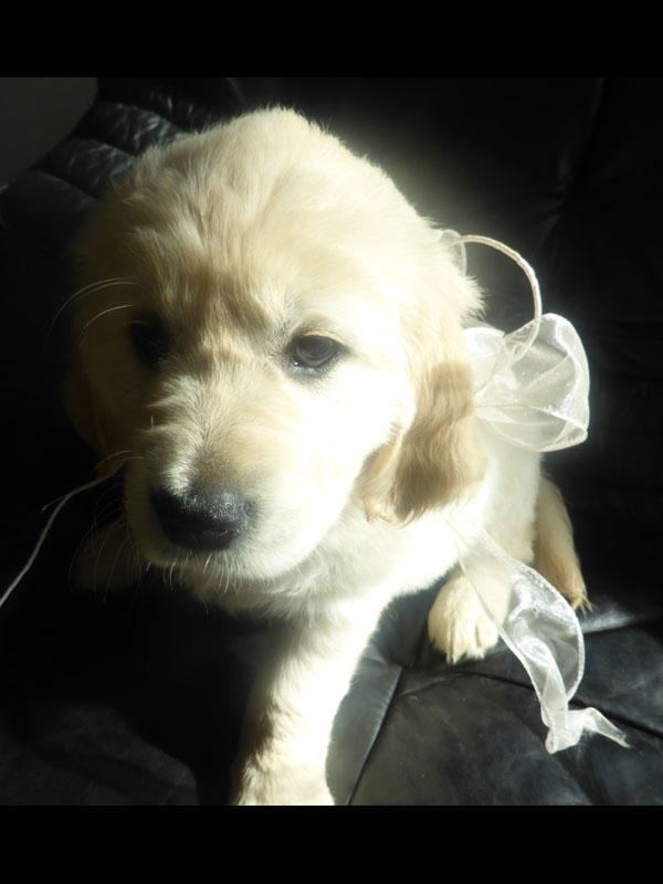 Golden-Retriever-Bremen
