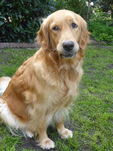 Golden-Retriever-Bremen
