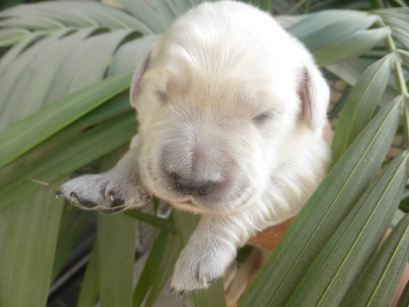 Golden-Retriever-Bremen