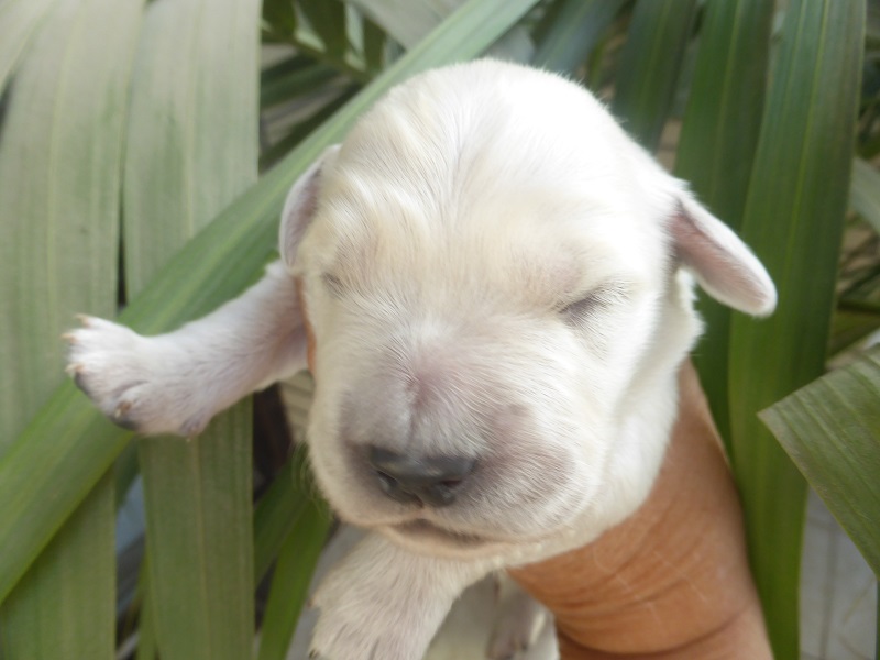 Golden-Retriever-Bremen
