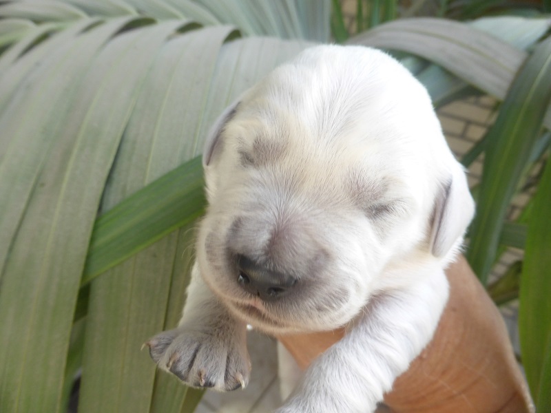 Golden-Retriever-Bremen