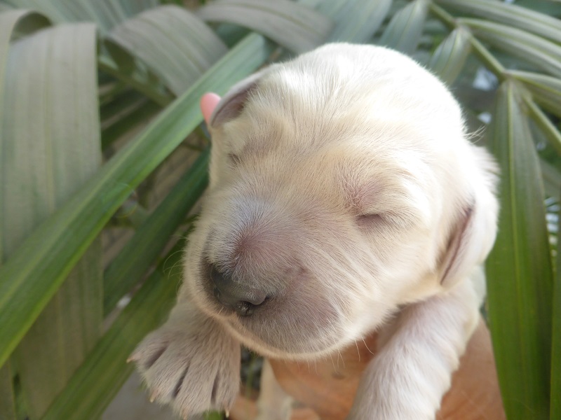 Golden-Retriever-Bremen