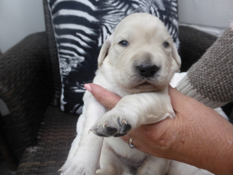 Golden-Retriever-Bremen