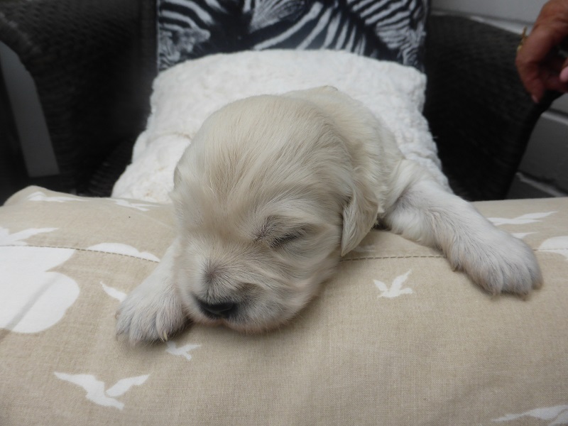 Golden-Retriever-Bremen