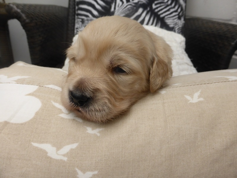 Golden-Retriever-Bremen