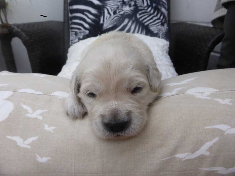 Golden-Retriever-Bremen