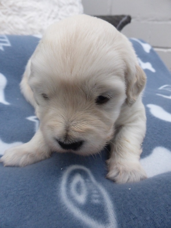 Golden-Retriever-Bremen