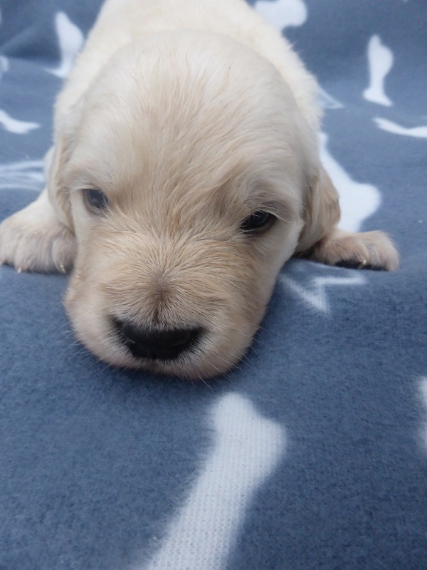 Golden-Retriever-Bremen