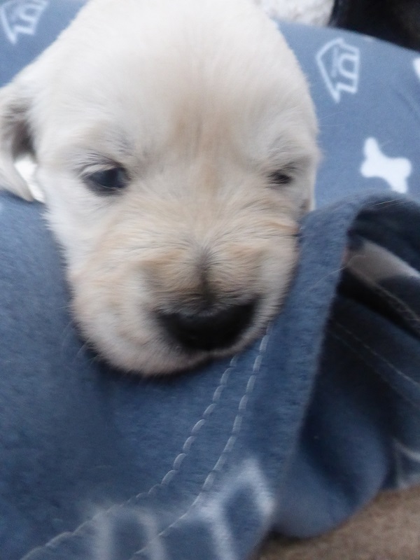 Golden-Retriever-Bremen