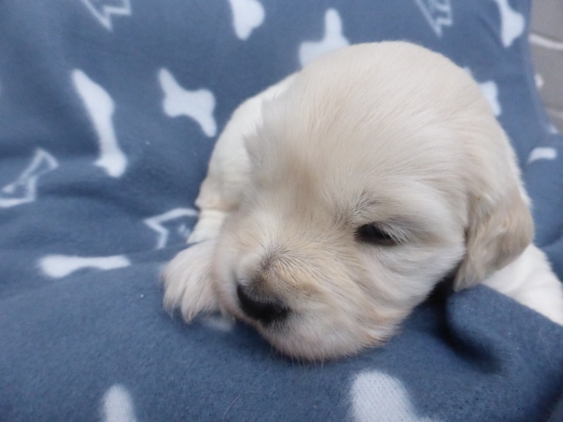Golden-Retriever-Bremen