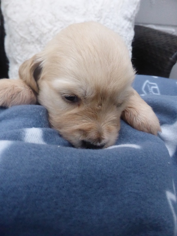 Golden-Retriever-Bremen