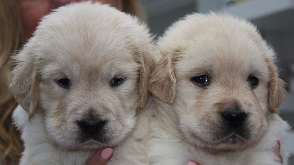 Golden-Retriever-Bremen