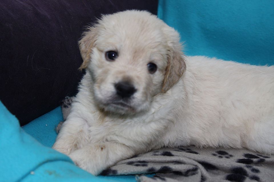 Golden-Retriever-Bremen