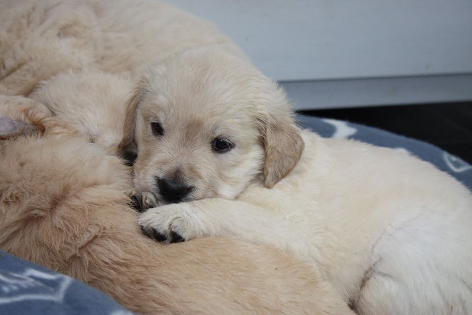 Golden-Retriever-Bremen