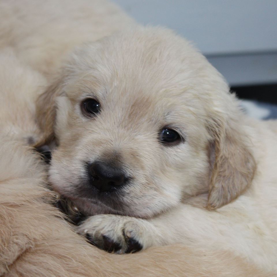 Golden-Retriever-Bremen