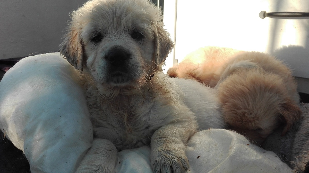 Golden-Retriever-Bremen