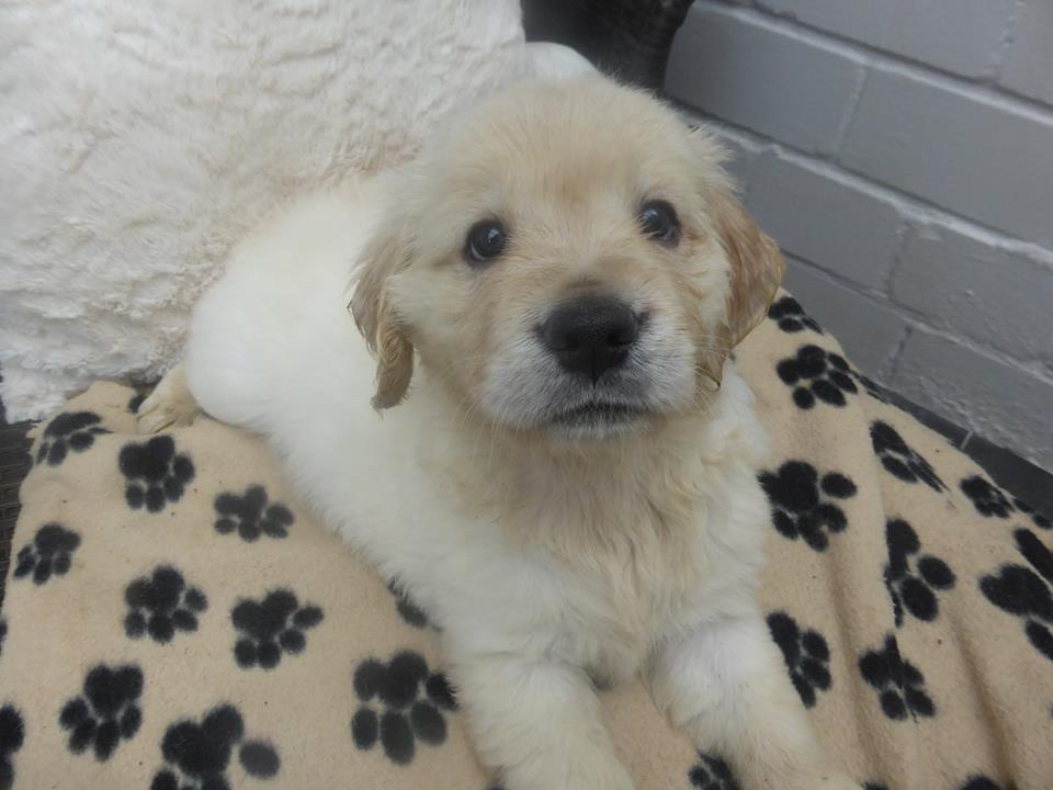 Golden-Retriever-Bremen