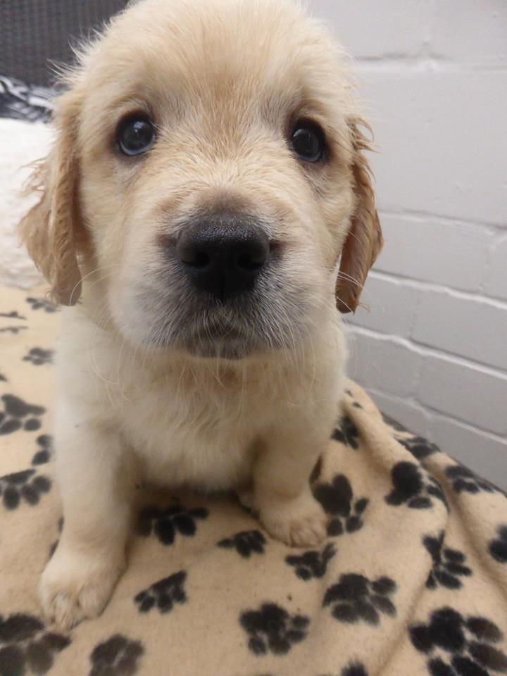 Golden-Retriever-Bremen