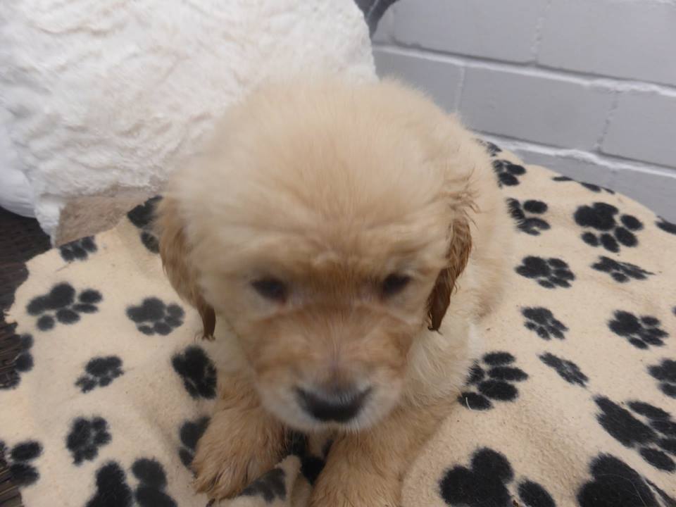 Golden-Retriever-Bremen