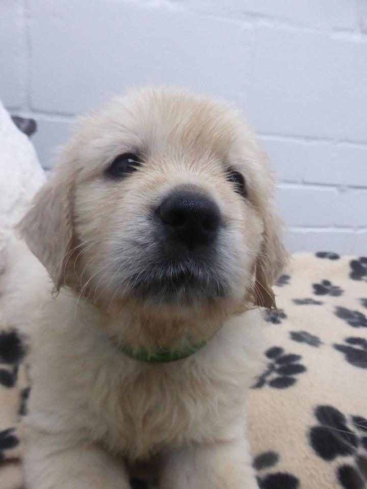 Golden-Retriever-Bremen