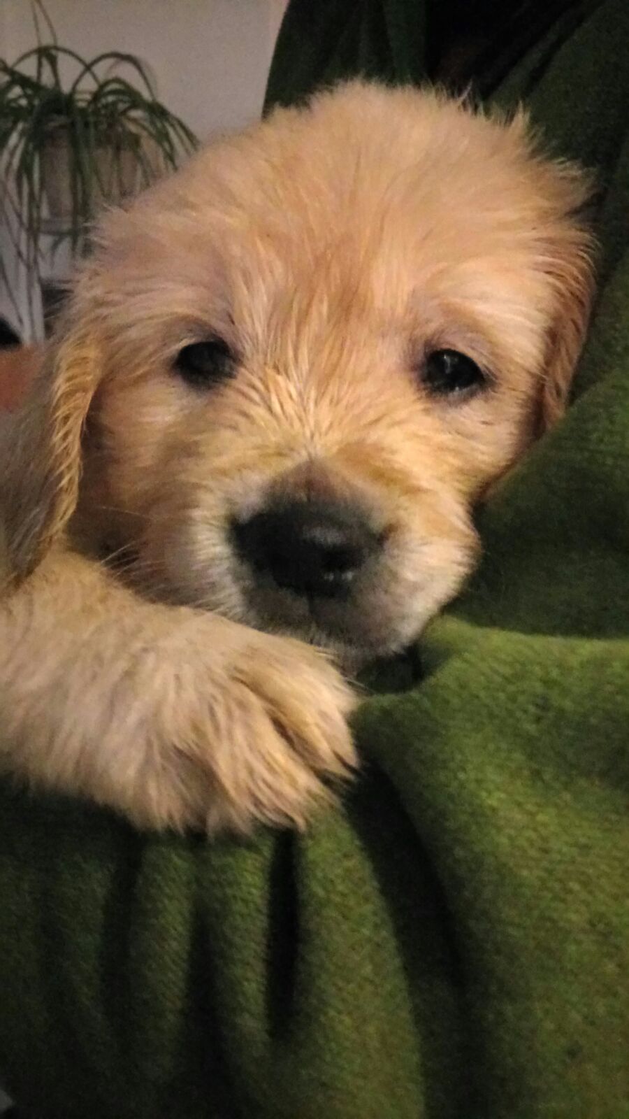 Golden-Retriever-Bremen