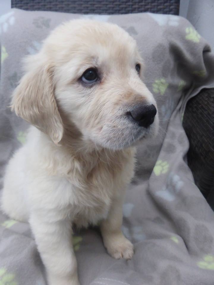 Golden-Retriever-Bremen