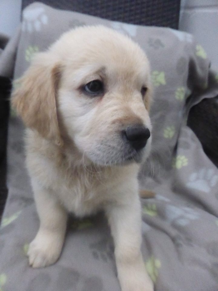 Golden-Retriever-Bremen