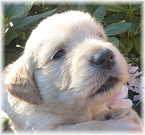 Golden-Retriever-Bremen